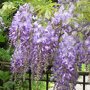 Bloemen van de Chinese blauwe regen